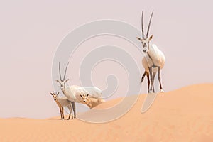 Oryx family in the dunes of the Dubai Desert Conservation Reserve, UAE