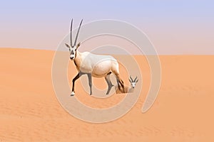 Oryx family in the dunes of the Dubai Desert Conservation Reserve, UAE