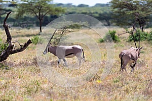 An Oryx family stands in the pasture surrounded by green grass and shrubs