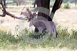 An Oryx family stands in the pasture surrounded by green grass and shrubs