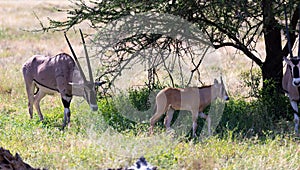 An Oryx family stands in the pasture surrounded by green grass and shrubs