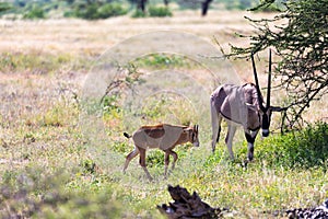 An Oryx family stands in the pasture surrounded by green grass and shrubs