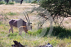 An Oryx family stands in the pasture surrounded by green grass and shrubs