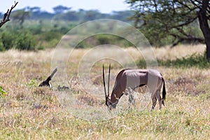 An Oryx family stands in the pasture surrounded by green grass and shrubs