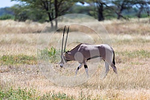An Oryx family stands in the pasture surrounded by green grass and shrubs