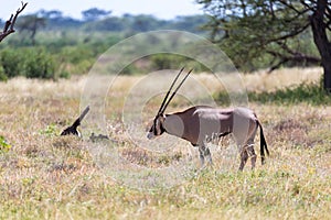 An Oryx family stands in the pasture surrounded by green grass and shrubs