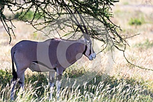 An Oryx family stands in the pasture surrounded by green grass and shrubs