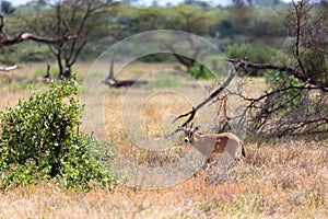 An Oryx family stands in the pasture surrounded by green grass and shrubs