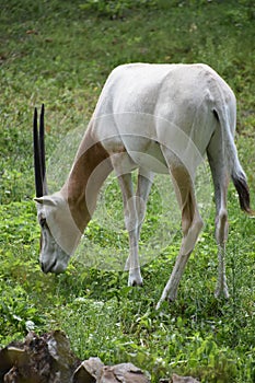 Oryx on a Farm