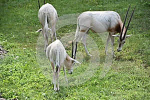 Oryx on a Farm