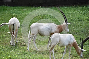 Oryx on a Farm