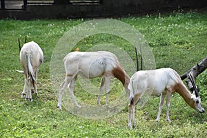 Oryx on a Farm