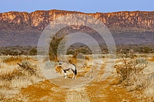 Oryx Female with Two Calves, Waterberg Plateau