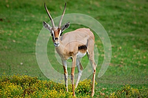 Oryx in a field photo