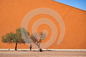 Oryx in front of Dune 40 near Sossusvlei