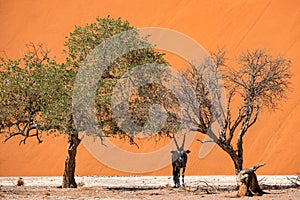 Oryx in front of Dune 40 near Sossusvlei