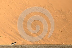 An Oryx in front of a red sand dune