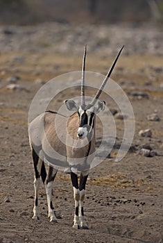 Oryx gazella photo