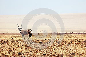 Oryx gazella photo