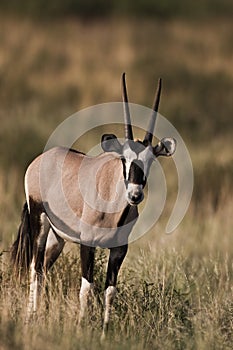 Oryx gazella photo