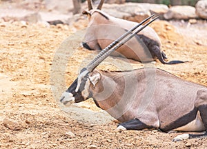 Oryx gazella antelope Gemsbok