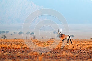 Oryx gazella beautiful iconic gemsbok antelope from Namib desert, Namibia. Oryx with orange sand dune evening sunset. Gemsbock