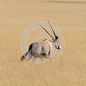 Oryx Gazella (Gemsbok) in grassland