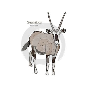 Oryx Gazella or Gemsbok, Hand draw sketch vector