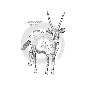 Oryx Gazella or Gemsbok, Hand draw sketch vector