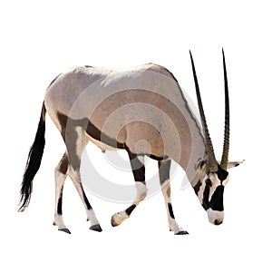 Oryx Gazella (Gemsbok) searching food isolated