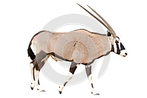 Oryx Gazella or Gemsbok walking