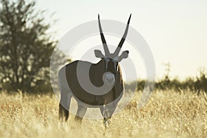 Oryx gazella in the Kgalagadi Transfrontier Nationalpark.