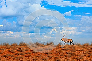 Oryx gazella, large antelope in nature habitat, Sossusvlei, Namibia. Wild animals in the savannah. Animal with big straight antler photo