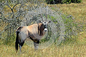 Oryx gazelle photo