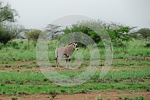 Oryx Gazelle, Awash National Park (Ethiopia)