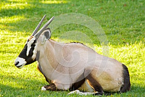 Oryx gazelle photo