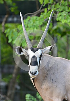 Oryx or gemsbok