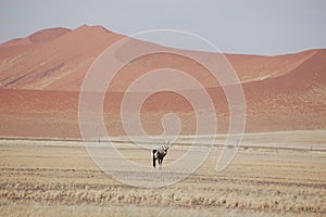 Oryx or Gemsbok