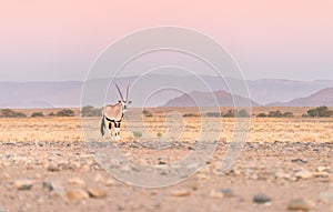 Oryx Gemsbok antelope walking through the arid harsh Namibia desert at dusk.
