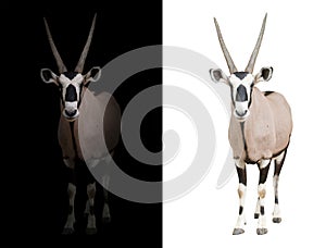 Oryx or gemsbok in dark background