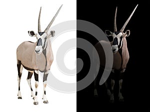 Oryx or gemsbok in dark background