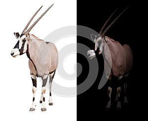 Oryx or gemsbok in dark background