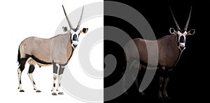 Oryx or gemsbok in dark background photo