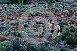 Oryx - Gemsbok In The Field - Wildlife Park - Beaufort West