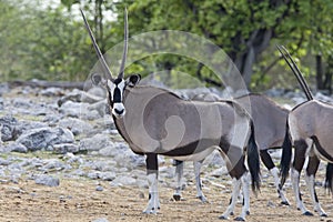 Oryx, Gemsbok, Oryx gazella