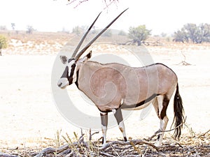 Oryx Gemsbok photographed in the Kgalagadi Transfrontier National Park between South Africa, Namibia, and Botswana.