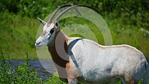 Oryx is a genus consisting of four large antelope species called oryxes