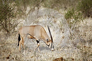 Oryx Grazing