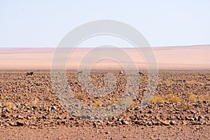 Oryx grazing in the Namib desert, Namib Naukluft National Park, travel destination in Namibia, Africa.