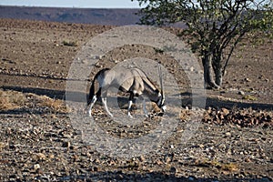 An Oryx Grazing Near Sosssuvlei, Namibia In Subsaharan Africa